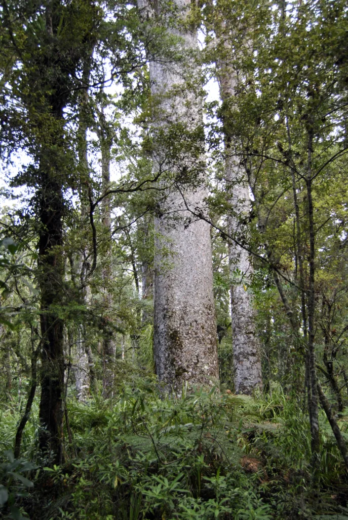 Der Kauri Baum in Neuseeland