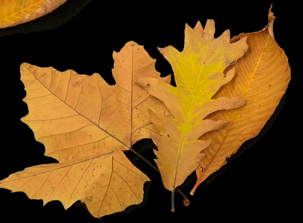 Dekoschalen für den Herbst - Blätter